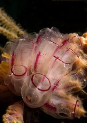 Tunicates. Roatan. Fuji F810 by Jennifer Temple 